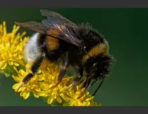 ¿Cuál es la familia léxica de la palabra abeja?