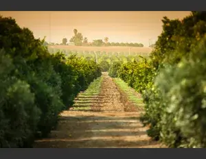 ¿Cuál es la familia léxica de la palabra árbol?