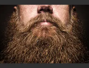 ¿Cuál es la familia léxica de la palabra barba?