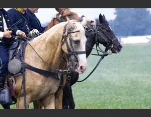 ¿Cuál es la familia léxica de la palabra caballo?