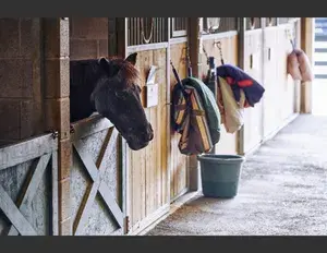 ¿Cuál es la familia léxica de la palabra caballo?