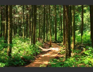 ¿Cuál es el ciclo del azufre?