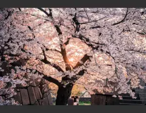 ¿Cuál es la flor de cerezo