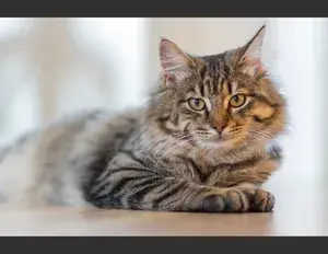 ¿Qué es una frase adjetiva, con ejemplos?