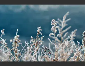 ¿Cuál es la familia léxica de la palabra helado?