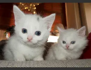 ¿Qué significa hello kitty al revés?