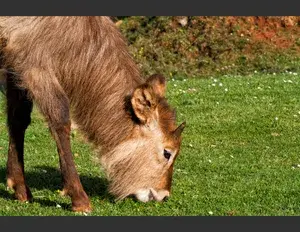 ¿Cuál es la familia léxica de la palabra hierba?