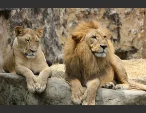 ¿Dónde viven los leones?