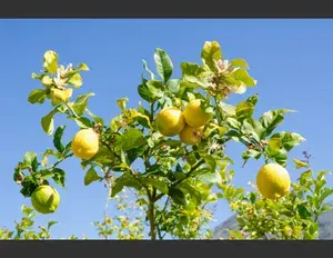 ¿Cuál es la familia léxica de la palabra limón?