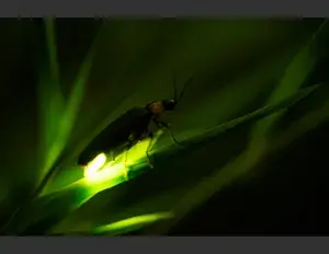 ¿Cuál es la familia léxica de la palabra luz?