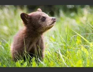 ¿Cuál es la familia léxica de la palabra oso?
