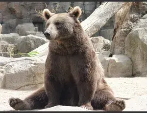 ¿Cuál es la familia léxica de la palabra oso?