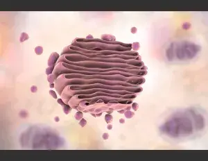 ¿Qué es el aparato de golgi?