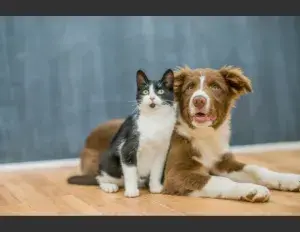 ¿Qué es el campo semántico?