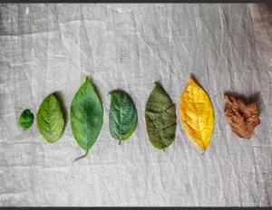 ¿Qué es el ciclo de la vida?