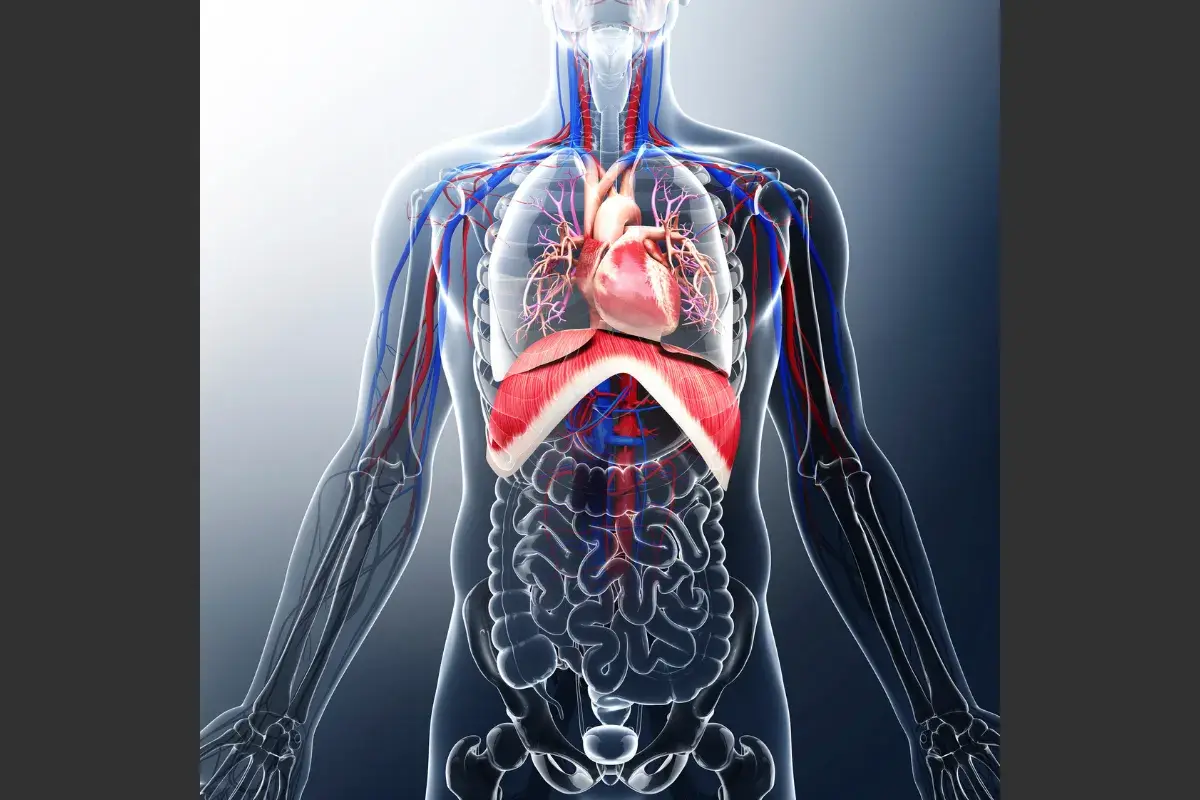 ¿Qué es el cuerpo humano?.