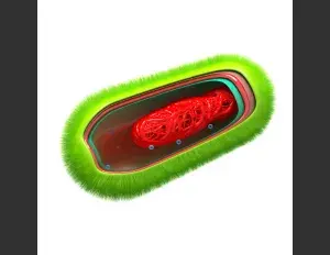 ¿Qué es el reino monera?
