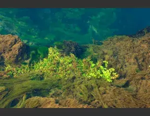 ¿Qué es el reino monera?