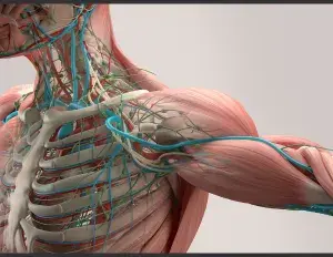 ¿Qué es la anatomía?