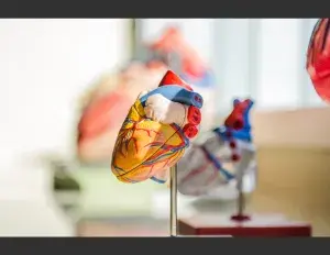 ¿Qué es la anatomía?