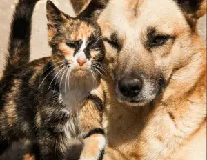 ¿Qué es la convivencia?.