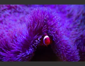 ¿Qué es la evolución?