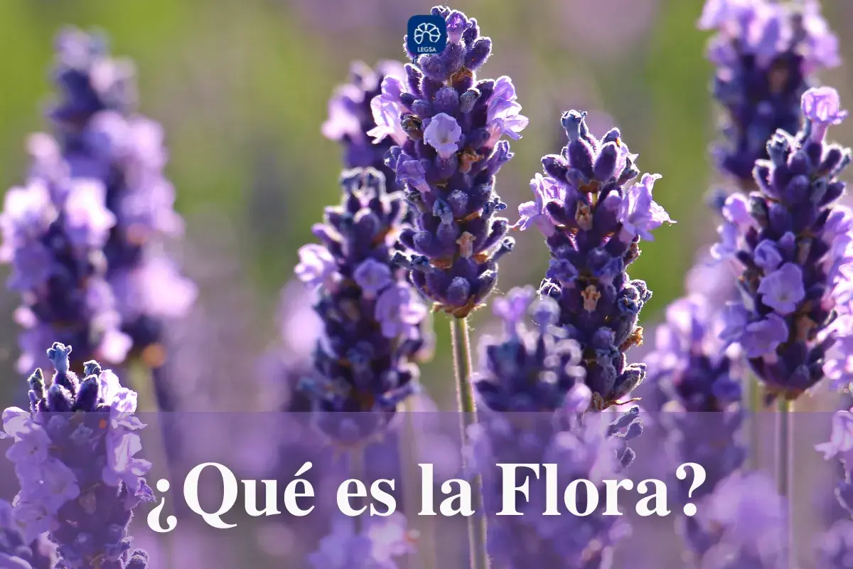 ¿Qué es la Flora?.