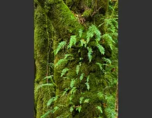 ¿Qué es la interdependencia