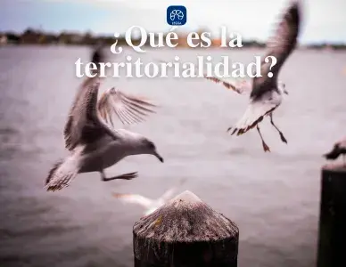 ¿Qué es la territorialidad? Concepto y Ejemplos