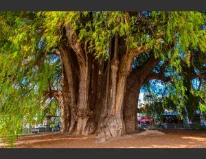 ¿Qué es un árbol
