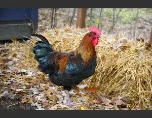¿Qué es un gallo?