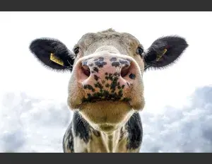 ¿Qué es una célula eucariota?