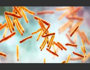 ¿Qué es una célula procariota?