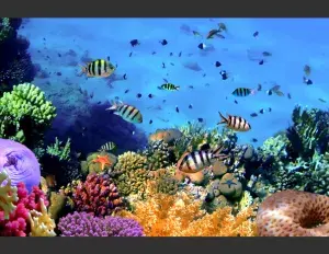 ¿Qué significa comunidad?