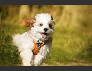 ¿Qué significa feliz?