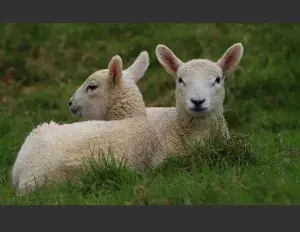 ¿Qué significa ovino?