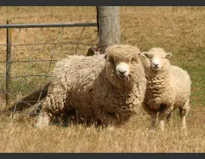 ¿Qué significa ovino?