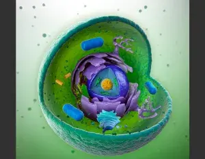 ¿Qué son las mitocondrias?