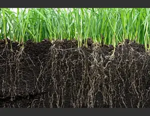 ¿Cuál es la familia léxica de la palabra raíz?