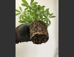 ¿Cuál es la familia léxica de la palabra raíz?