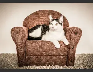 ¿Cuál es la familia léxica de la palabra sillón?